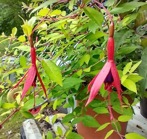 Fuchsia magellanica 'Gold Mountain' Thyboesminde Stauder
